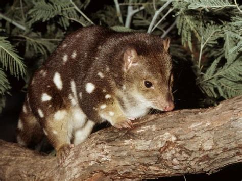 The Tiger Quoll Also Known As The Spotted Tailed Quoll Quoll