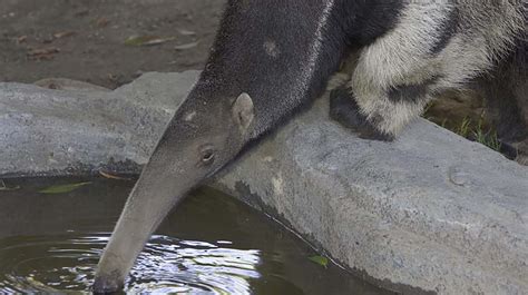 Giant Anteater San Diego Zoo Animals And Plants