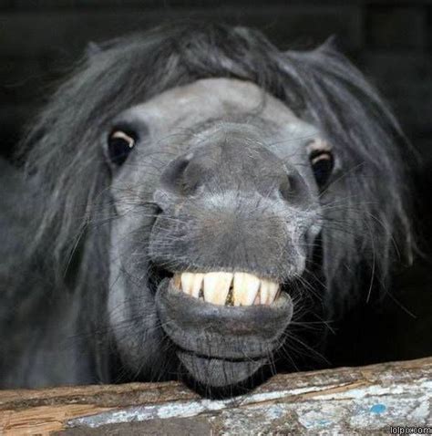 Smiley Horse Funny Pictures 419 Pic 11