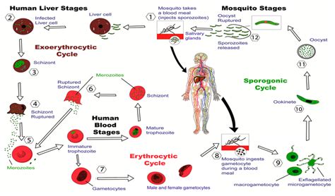 Life Cycle Of Plasmodium Malaria Parasites Malaria Parasites Have A