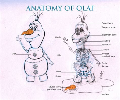 Anatomy Of Olaf The Snowman Olaf Quotes Olaf Disney Olaf