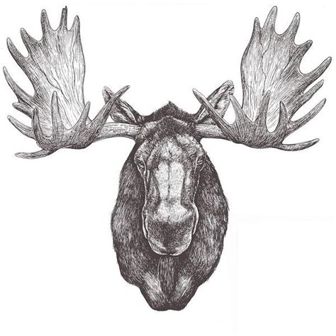 Moose Head Drawing Free Download On Clipartmag
