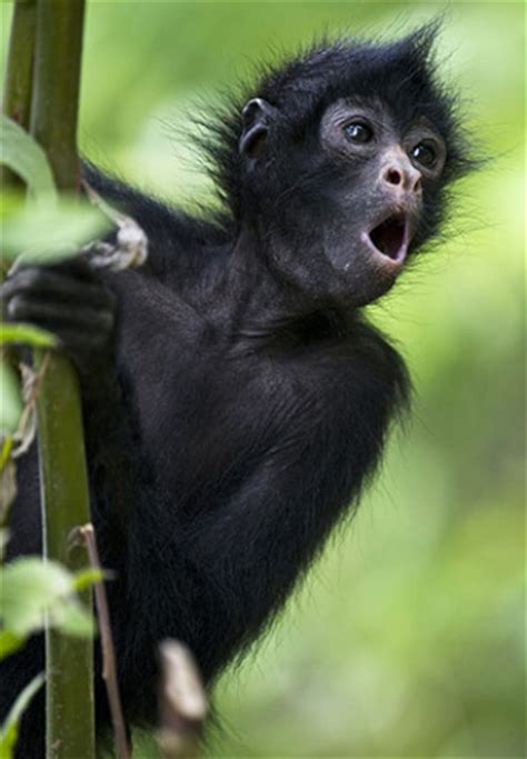 Brown Headed Spider Monkey Biological Science Picture