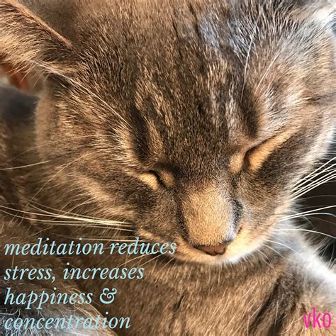 Meditation And Kittens Kittens Meditation Animals
