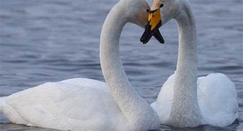 Find out when swans is next playing live near you. News About Aggressive Gay Swans Attacking People in ...