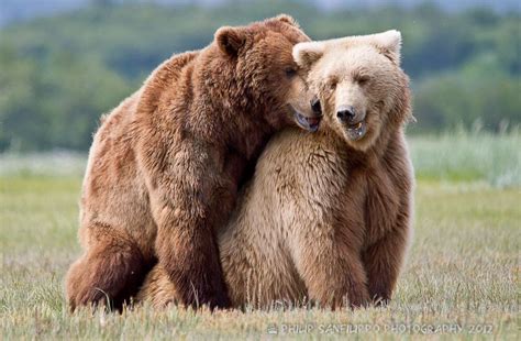 Bears Mating Brown Bear Grizzly Bear Photography Brown Bear Facts