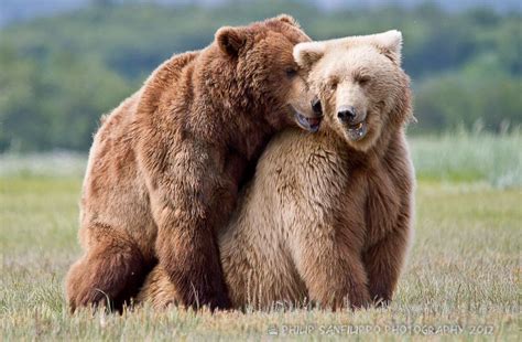 bears mating brown bear grizzly bear photography brown bear facts