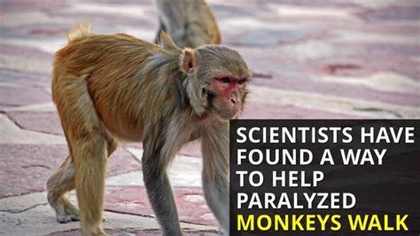 Paralyzed Monkeys Walk Again Latest News Videos Fox News