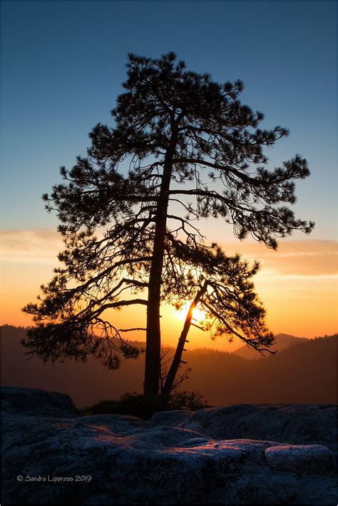 Lone Pine Sunset At Beetle Rock Sequoia National Park Ca Flickr