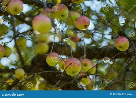 Apple Trees Ready To Harvest Stock Image Image Of Gourmet Growth