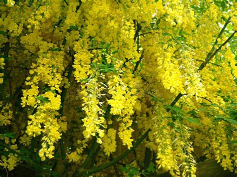Hanging Yellow Flowers On A Laburnum Tree Stock Photo Image Of Bright