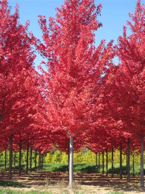 Autumn fantasy maples are part of the freeman's maple group which are a cross between a red maple (acer rubrum) and a silver maple (acer saccharinum). Autumn Blaze Maple - Wilson Nurseries