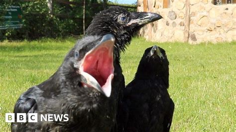 tower of london ravens to be raised in suffolk pub bbc news