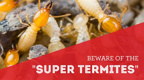 Beware Of The Super Termites The Bug Man