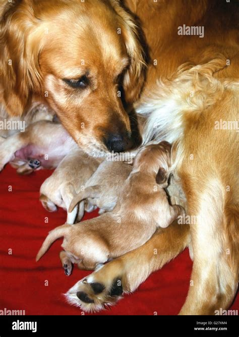 Golden Retriever And Puppies Stock Photo Alamy