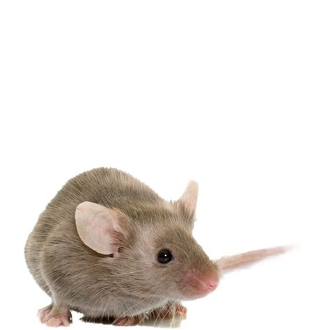 Recepción Calculadora Llevar A Cabo Mouse Animal Acurrucarse Basura Jugo
