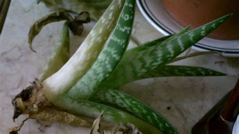 Treating a holiday cactus with root rot. A 2nd rotting cactus? - YouTube