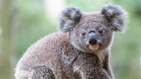 8 Cuddly Facts About Koalas Howstuffworks