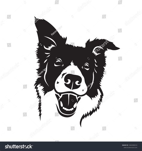 Border Collie Dog Isolated Vector Illustration Stock Vector Royalty