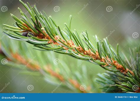 Pine Tree Needles Stock Photo Image 3646110