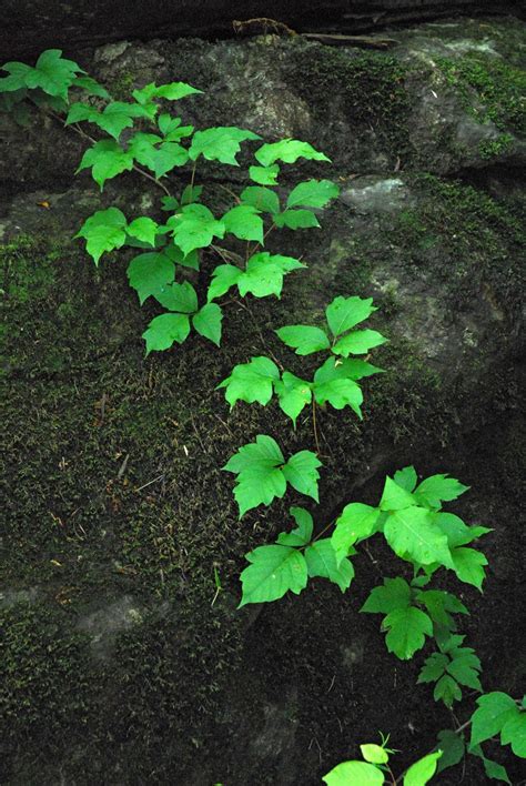 It deals with the darker side of the human psyche. Similar to the vine, the Celtic meaning of the vine deals ...