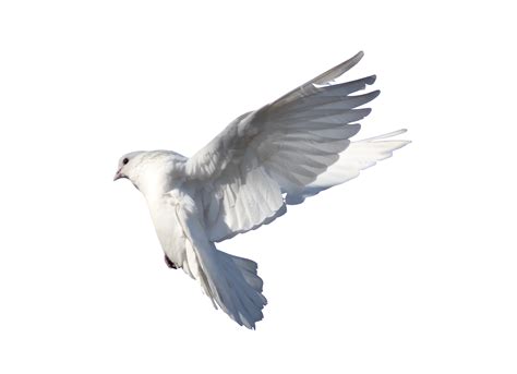 Rock Dove Columbidae Bird Flight Pigeon Png Download 34252480