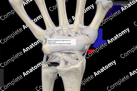Radial Collateral Ligament Of Wrist Joint Complete Anatomy