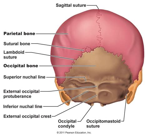 Posterior Skull View Axial Skeleton Anatomy Bones Skull Anatomy