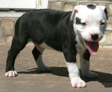 These champagne pitbull puppies and xl pitbull puppies are what we call foundation pitbull puppies. WHITE / BLUE / SEAL COLORED BLUE NOSE PITBULL PUPPIES 4 ...