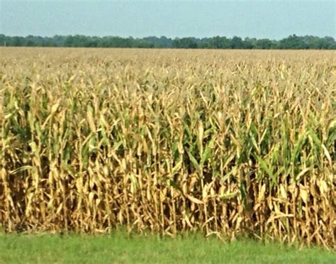 When Should I Start Corn Harvest Mississippi Crop Situation