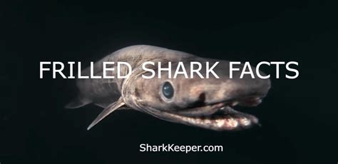 Frilled Shark Facts The Extraordinary Living Fossil Shark Keeper