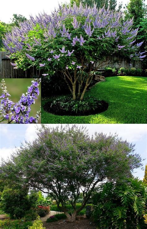 In texas, the dam b cultivar has blue flowers in racemes and flowers late may to june and sporadically throughout the summer and fall. Chaste Tree (Vitex Agnus-Castus) - Zone 5-9 Full Sun 15 ...