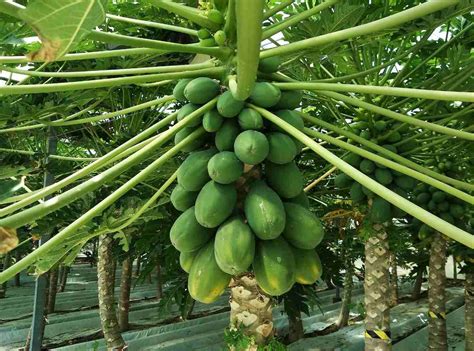 Papaya is native to mexico and south america. Papaya Flower and Fruit Drop, Causes, Control Methods ...