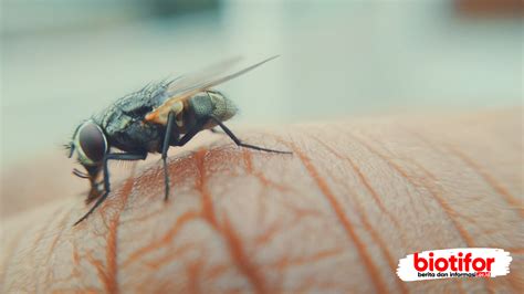 Jenis Lalat Mengenal Lebih Dekat Dengan Serangga