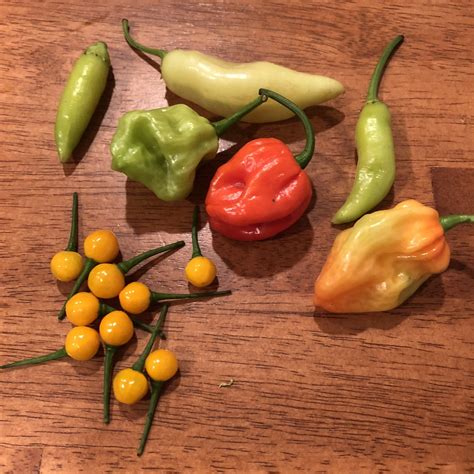 Spicy Peppers Little Round Ones Are Aji Charapita Peppers Denis
