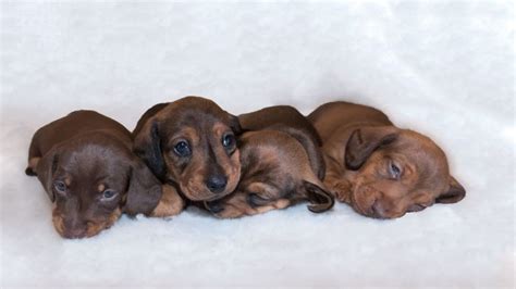 What Is The Smallest Dachshund In The World Fascinating Dachshund