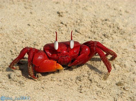 Cute Red Crab Flickr Photo Sharing