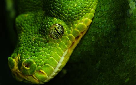 Animals Nature Wildlife Snake Reptile Wallpapers Hd