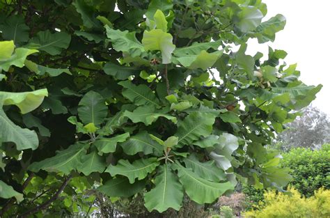 Tropical Looking Big Leaf Magnolia What Grows There Hugh Conlon