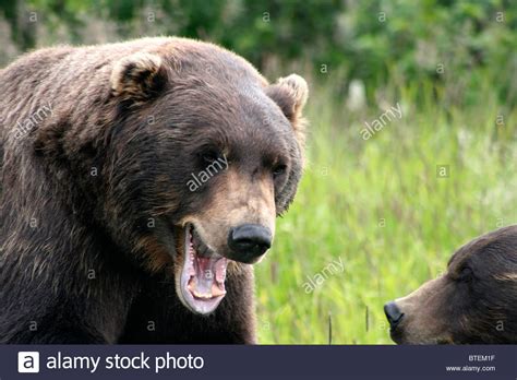 Roaring Bear High Resolution Stock Photography And Images Alamy
