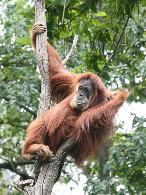 Facts About Endangered Orangutans And Some Ways To Help Them Owlcation
