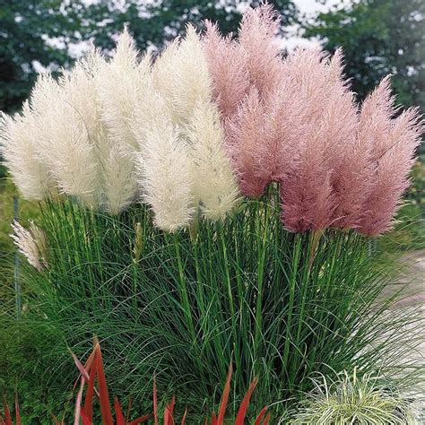 Rare Color Pampas Grass Seeds 200 Pcspack Greenseedgarden