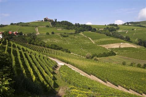 Vineyard Landscape Of Piedmont Langhe Roero And Monferrato Italy