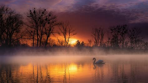 Swan On Water And Fog During Sunset Hd Birds Wallpapers Hd Wallpapers