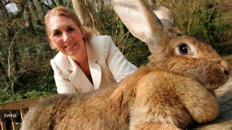 Giant Bunny Dies In The Care Of United Airlines