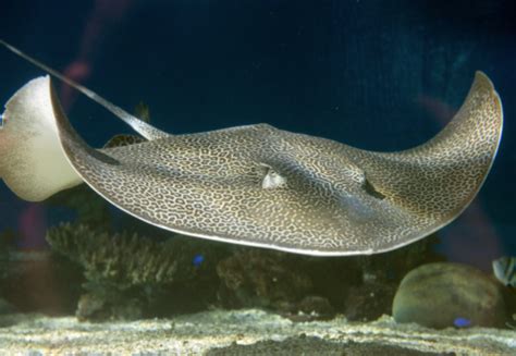 We did not find results for: Vancouver Aquarium - The Secret World of Sharks and Rays ...