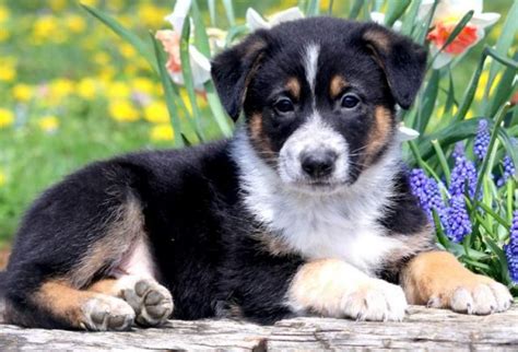He is 11 weeks old. Houston | German Shepherd Mix Puppy For Sale | Keystone ...