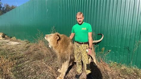Тайган парк львов открытие сезона сафари со львами олег зубков розыгрыш. Олег Зубков отвечает на вопросы людей прямо из саванны ...