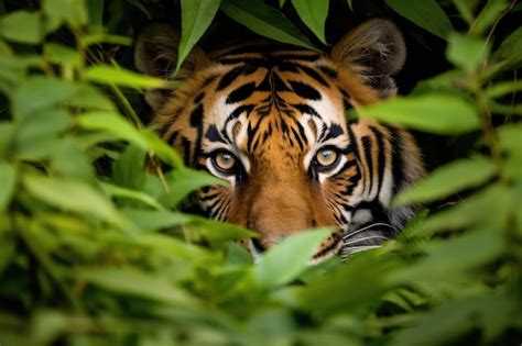 Premium Ai Image A Tiger Peeking Through Leaves