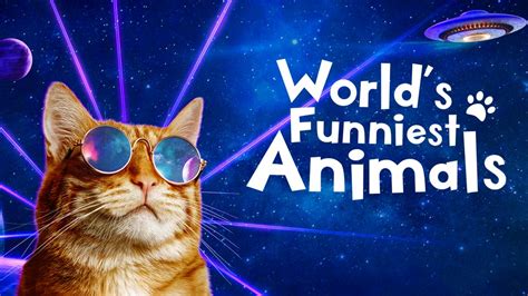 Worlds Funniest Animals Hosted By Elizabeth Stanton Returns For